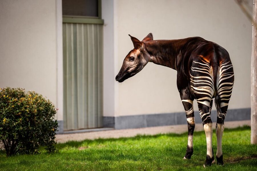 Antwerp: ZOO Entry Ticket - Key things to know before visiting