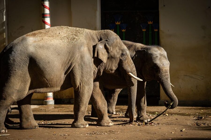 Antwerp: ZOO Entry Ticket - From gorillas to elephants, the main animal route