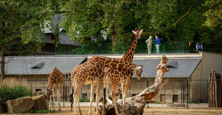 Antwerp: ZOO Entry Ticket - The savanna areas and open-air animal viewing