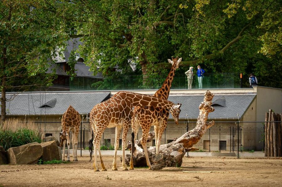 Antwerp: ZOO Entry Ticket - How much time you should allow