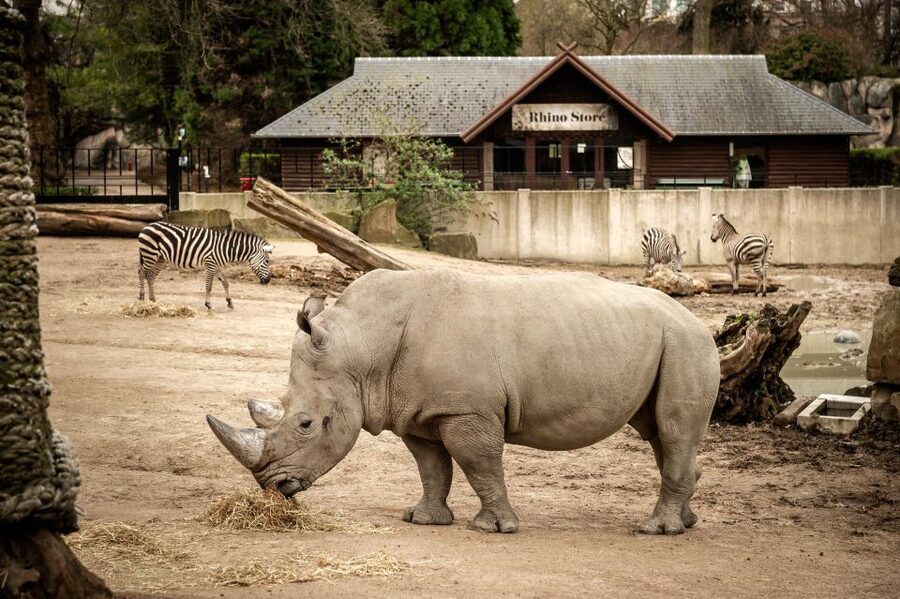 Antwerp: ZOO Entry Ticket - Who will enjoy Antwerp ZOO most