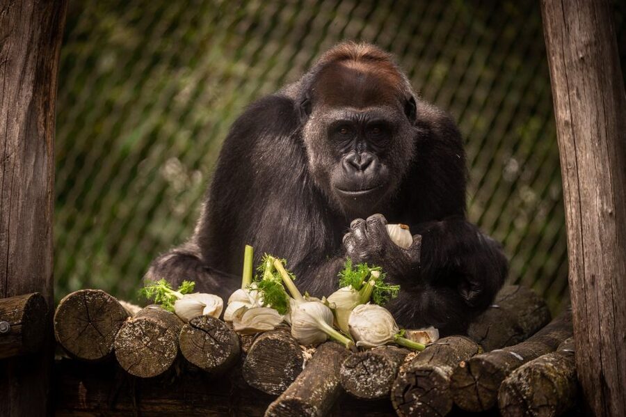 Antwerp: ZOO Entry Ticket - Why Antwerp ZOO feels different from a modern animal park