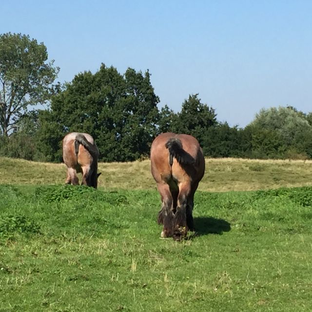 Bruges: Flatlands Guided Bike Tour - Key Points Before You Ride