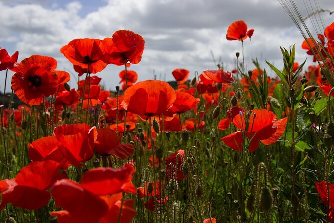 Flanders Fields Remembrance Tour from Brussels - Passchendaele, where a battlefield became a town