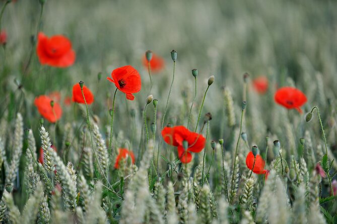 In Flanders Fields and Passchendaele Grand Tour - Hill 60 and the Cost of Repeated Attacks