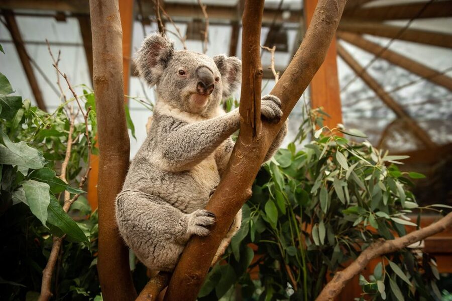 Mechelen: Planckendael ZOO Entry Ticket - Key things to know before you go