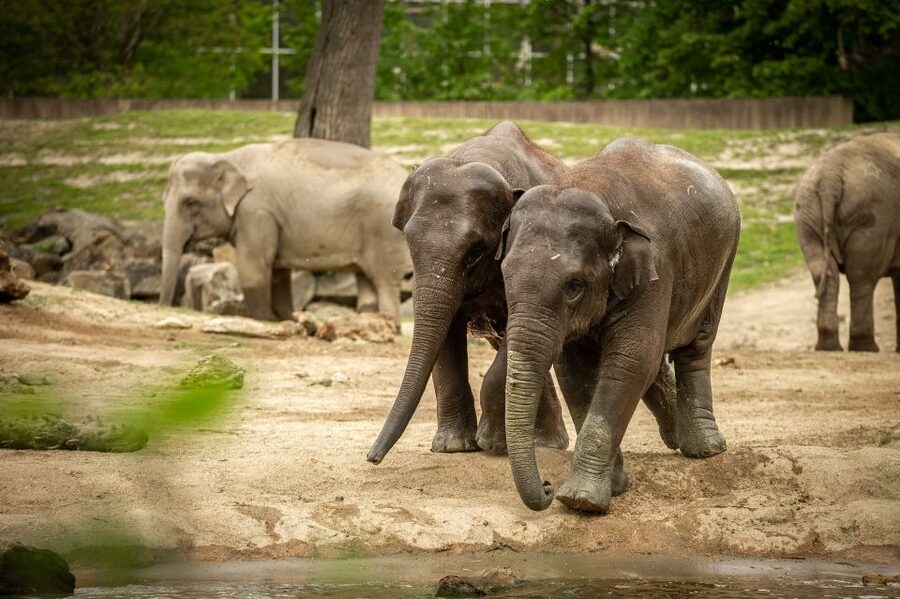 Mechelen: Planckendael ZOO Entry Ticket - Planning your day around the feeding program