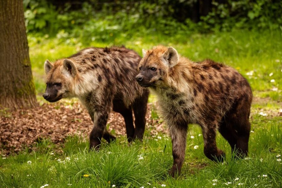 Mechelen: Planckendael ZOO Entry Ticket - A family day with useful, practical facilities