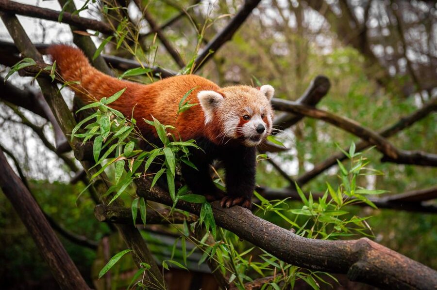 Mechelen: Planckendael ZOO Entry Ticket - Is the $41 ticket good value?