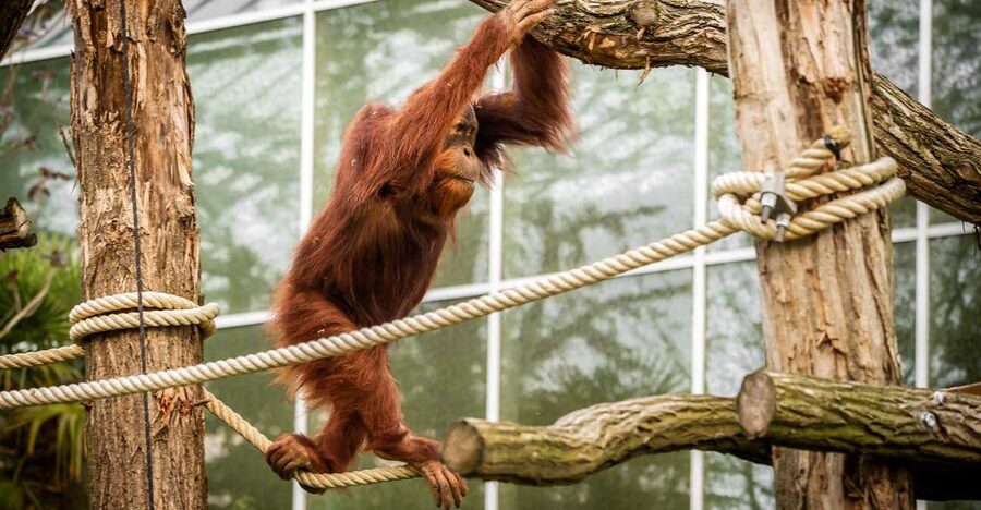 Mechelen: Planckendael ZOO Entry Ticket - Taking breaks at the restaurants and Jungle Shop