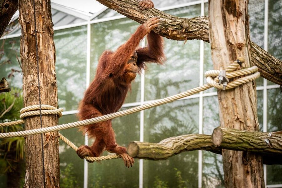 Mechelen: Planckendael ZOO Entry Ticket - Booking, cancellation, and practical details