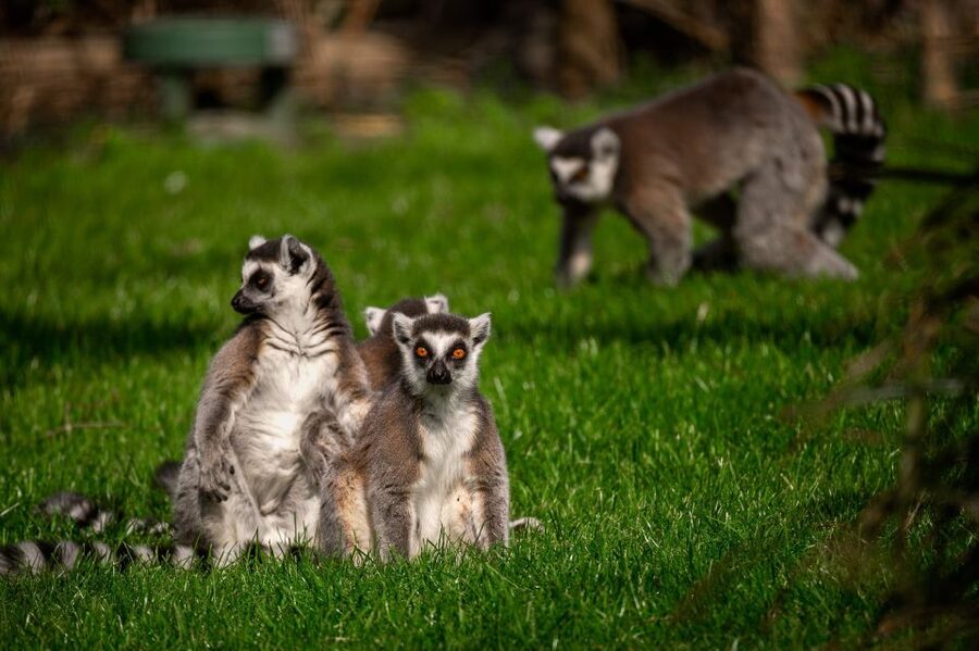 Mechelen: Planckendael ZOO Entry Ticket - Should you book Planckendael ZOO?