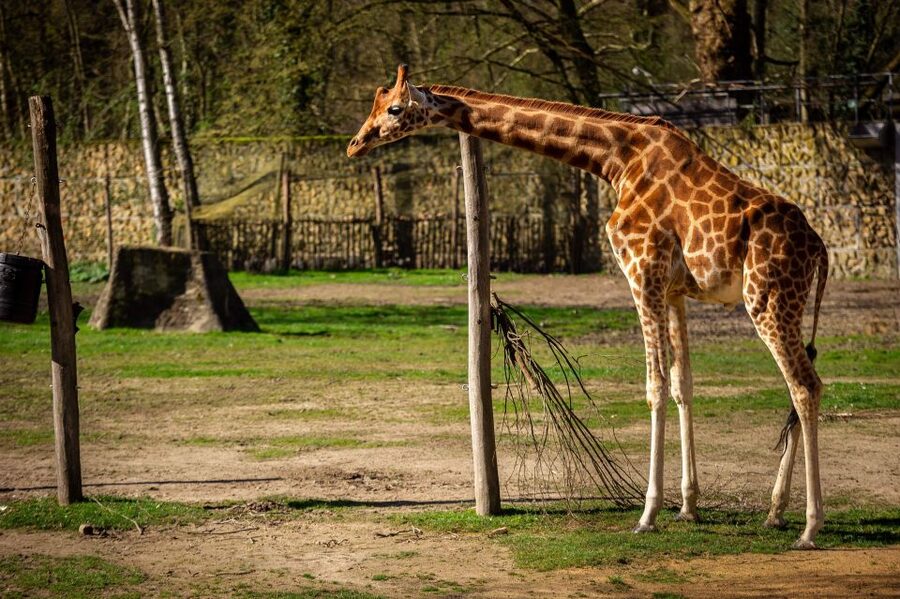 Mechelen: Planckendael ZOO Entry Ticket - Crossing from African savannah scenes to icy penguin waters
