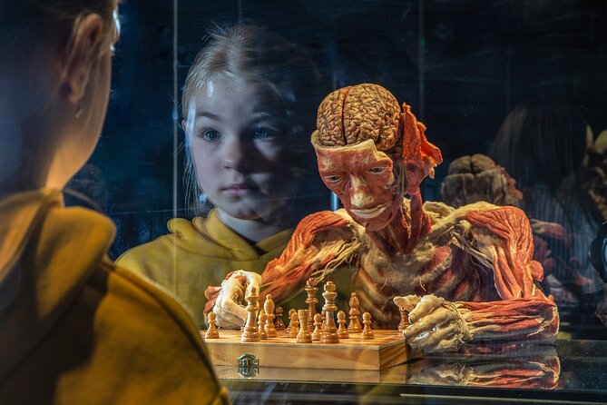 Ticket Expo Body Worlds in Bruges, Belgium - Key points to know before you go