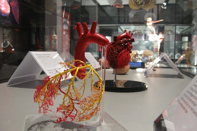 Ticket Expo Body Worlds in Bruges, Belgium - Location, opening hours, and ticket value